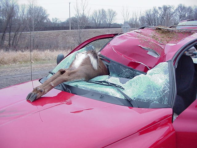 Deer_vs_Durango_3.jpg